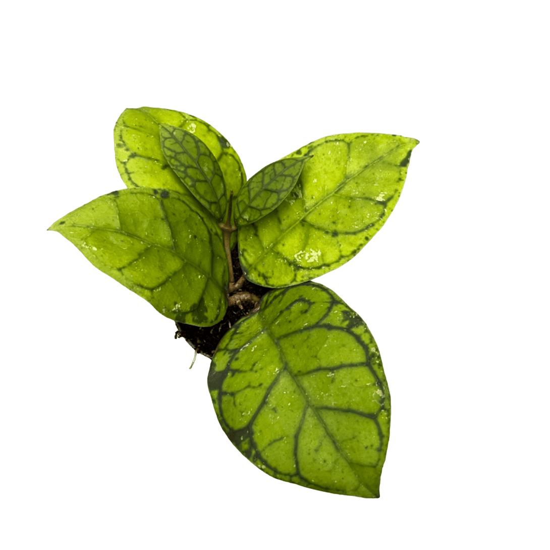 Hoya callistophylla 'Black Cat'