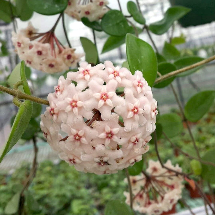 Hoya 'Chouke' (carnosa x serpens)