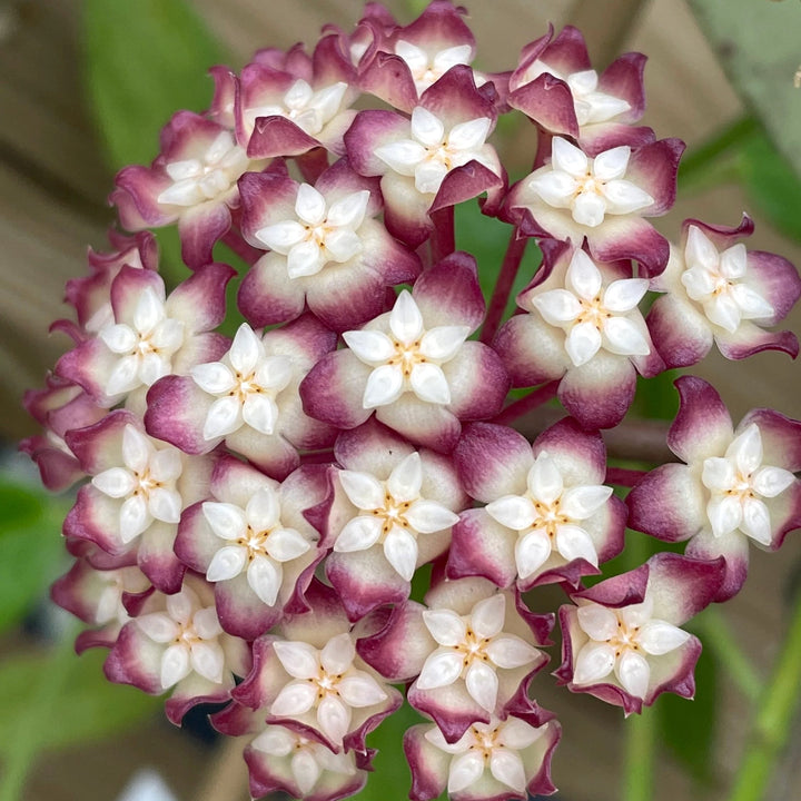 Hoya 'Jennifer' (H. incrassata x H. finlaysonii)