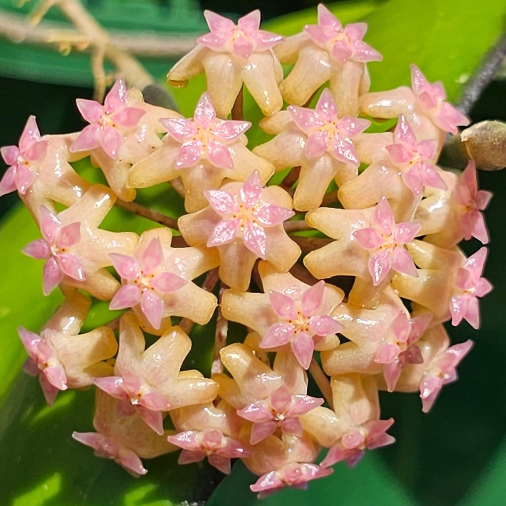 Hoya 'Noelle'