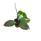 Hoya Tequila Sunrise