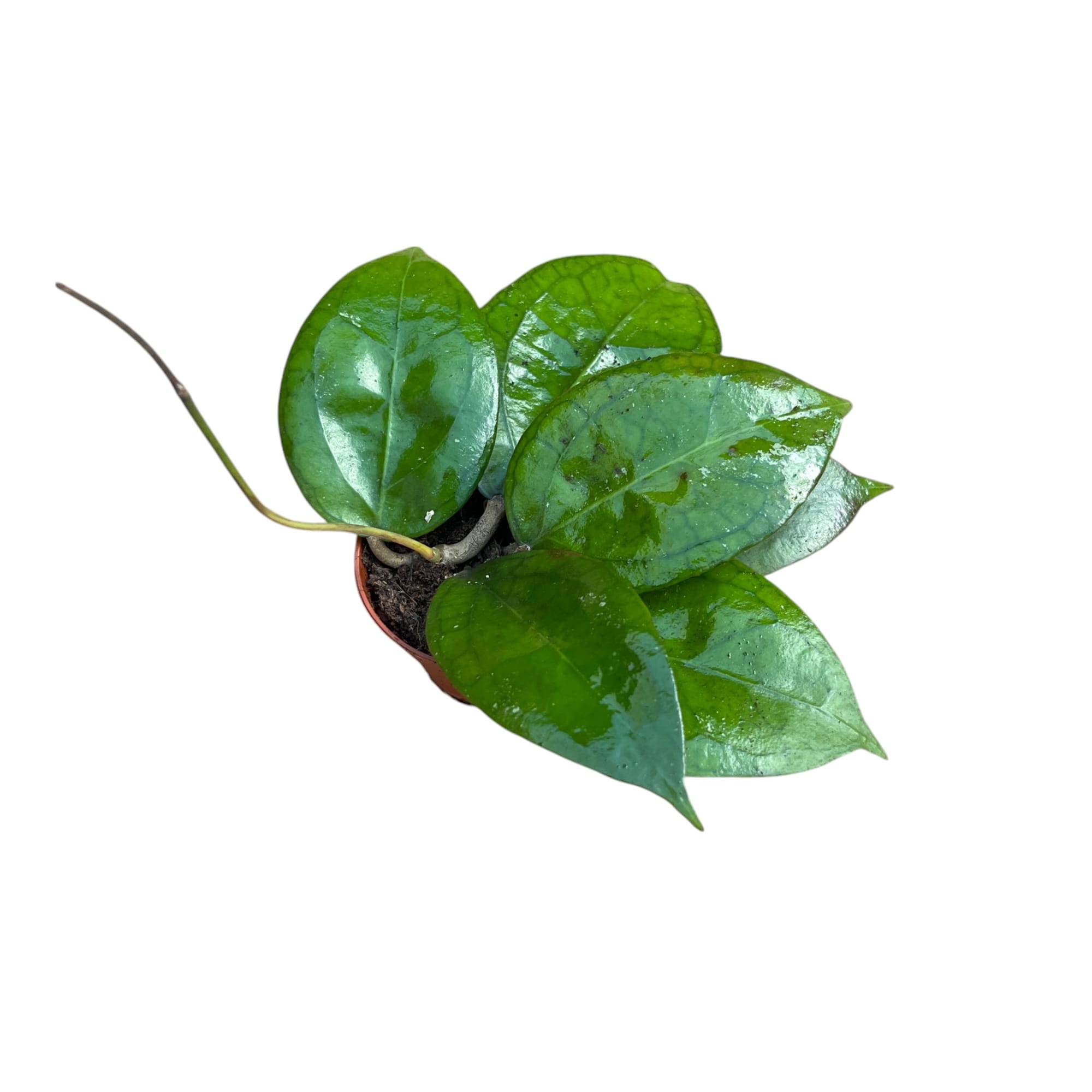 Hoya Tequila Sunrise