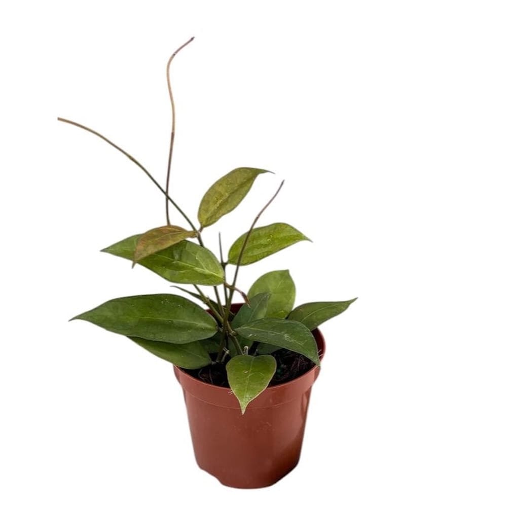 Hoya Tequila Sunrise plant