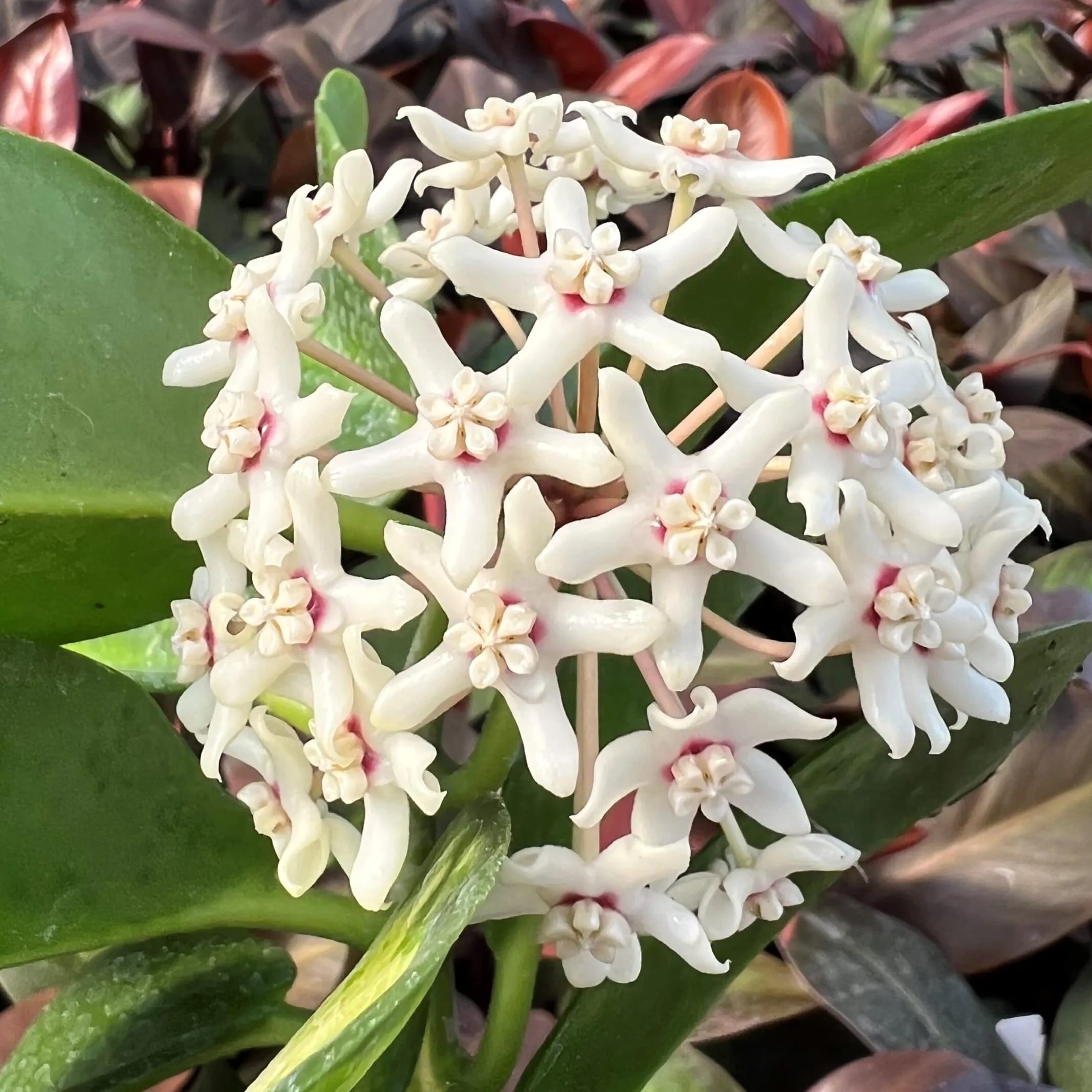 Hoya australis ssp. tenuipes (arcada)