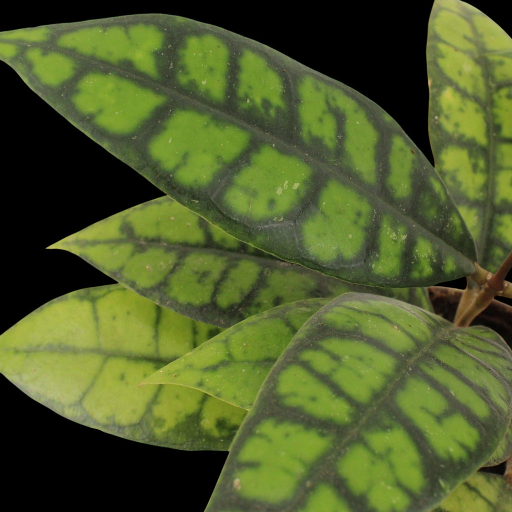 Hoya callistophylla 'Black Cat'