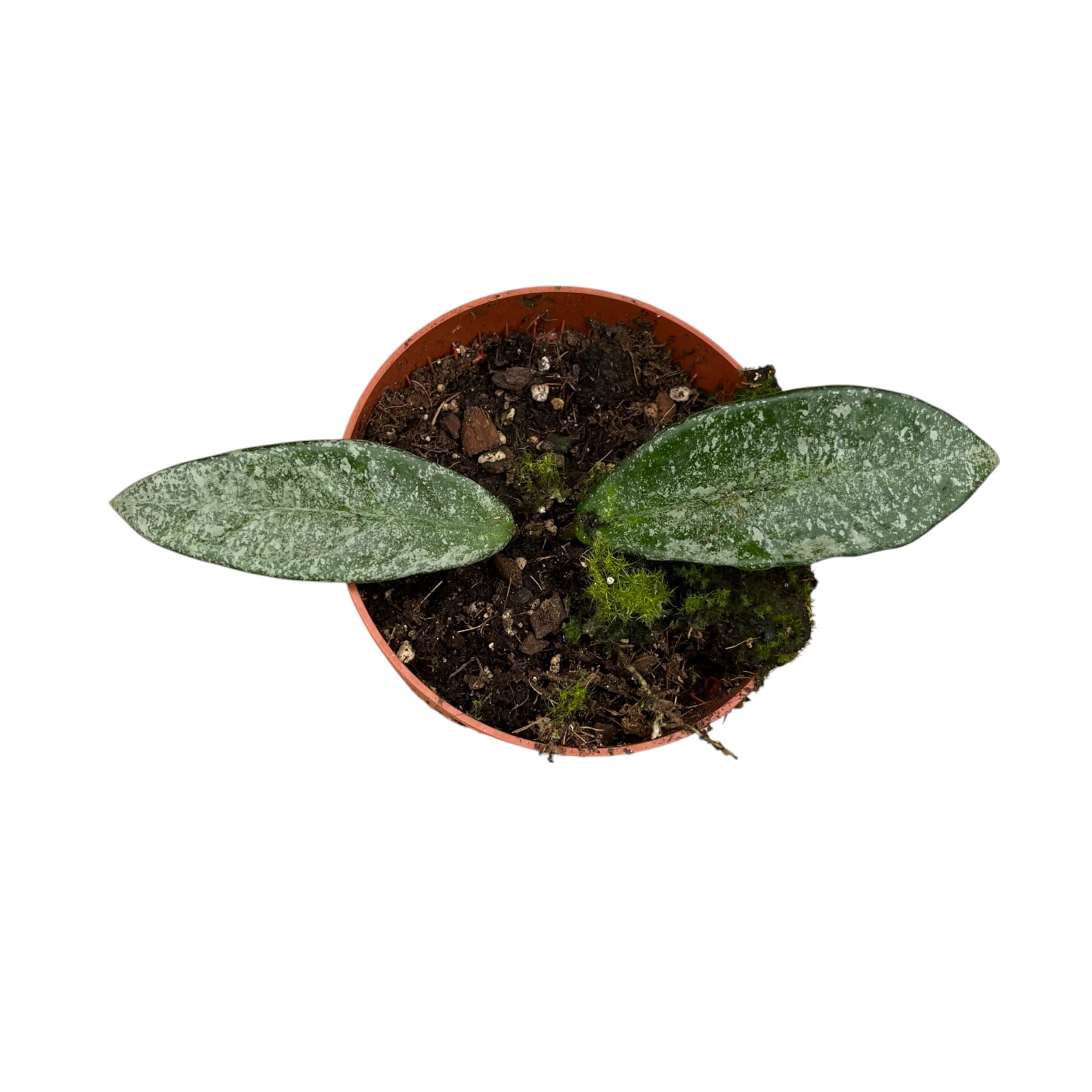 Hoya carnosa 'Nova Ghost'