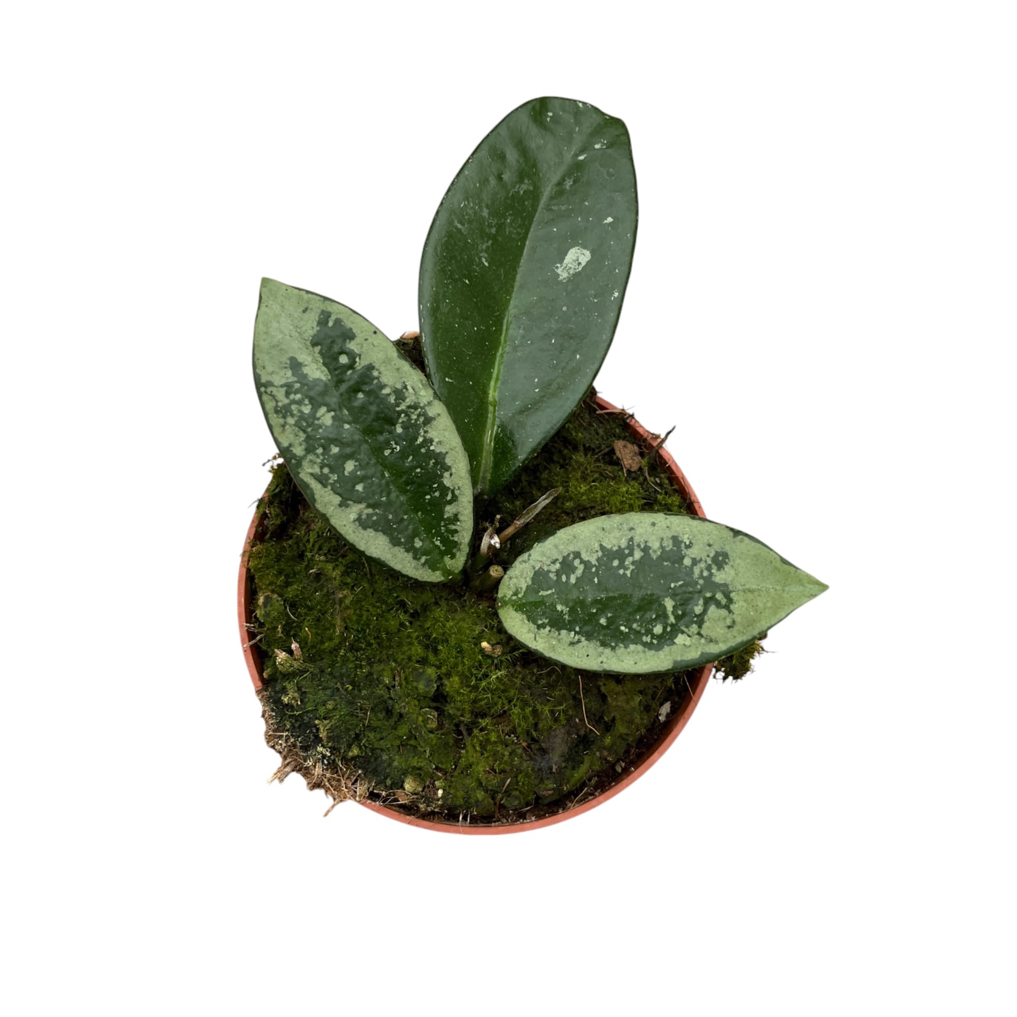 Hoya carnosa 'Silver Moon' (AH-074)