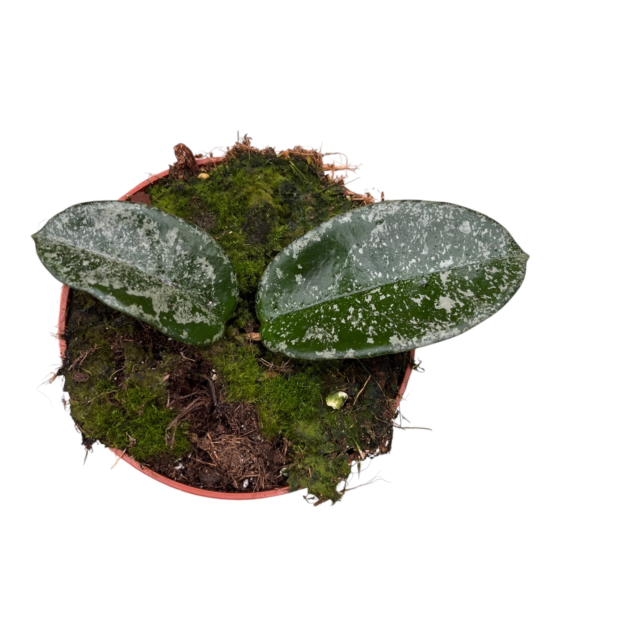 Hoya carnosa 'Nova Ghost'