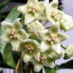 Hoya chlorantha