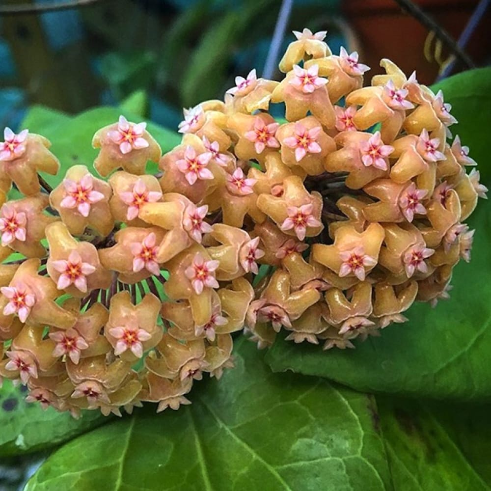 Hoya chunii (Hoya chuniana)