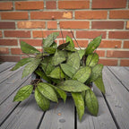 Hoya clemensiorum (short leaf)