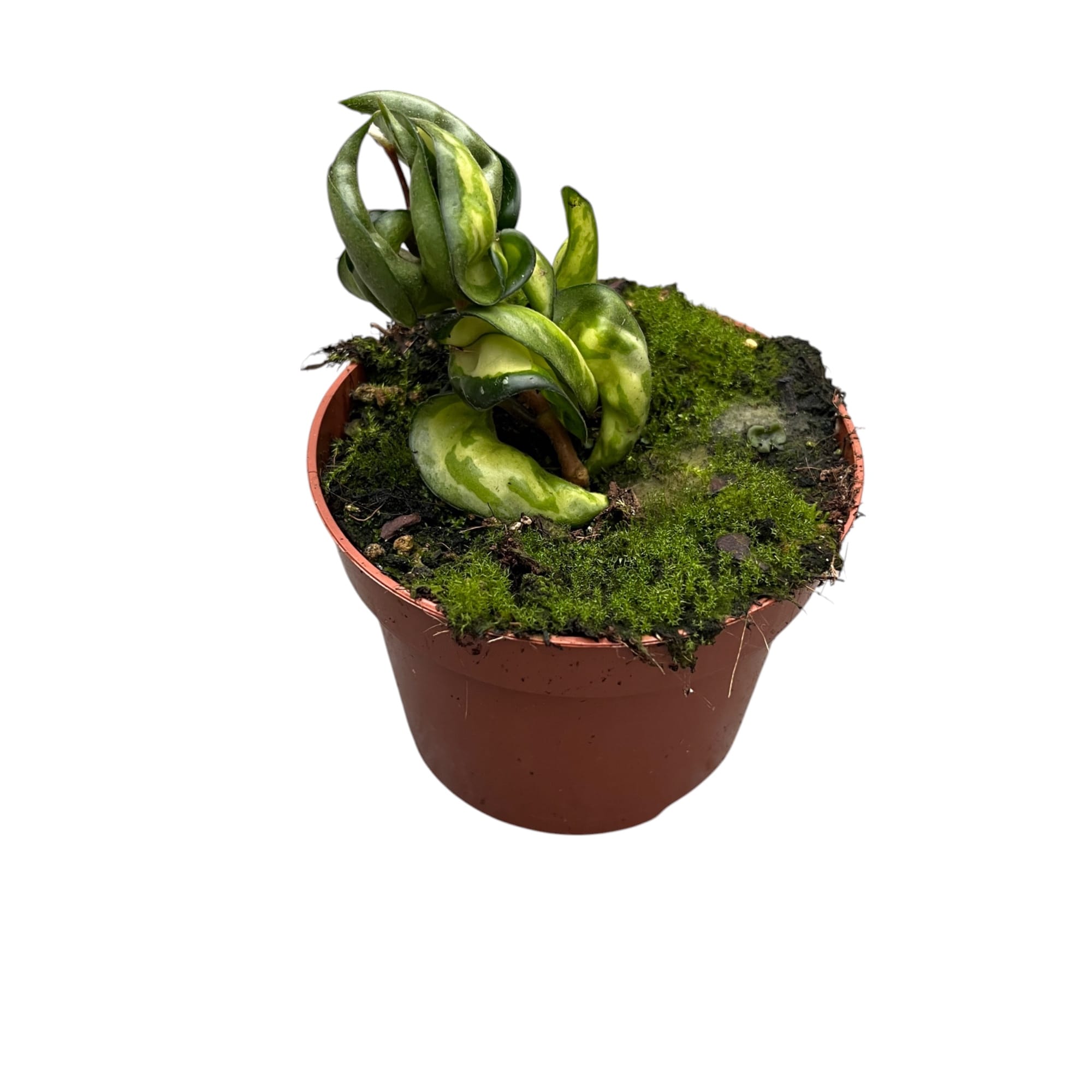 Hoya compacta 'Mauna Loa' (variegata)