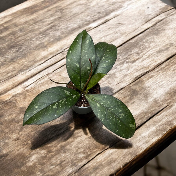 Hoya crassipetiolata 'Splash'