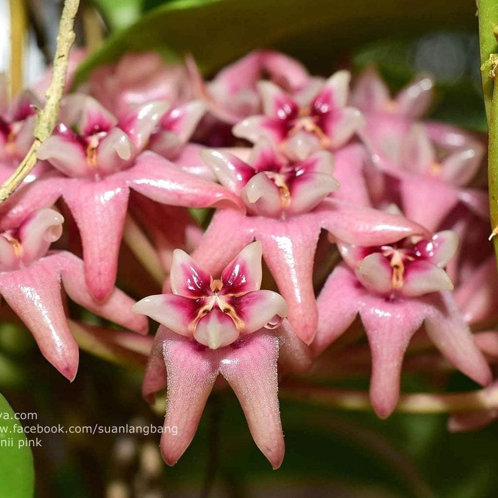 Hoya darwinii