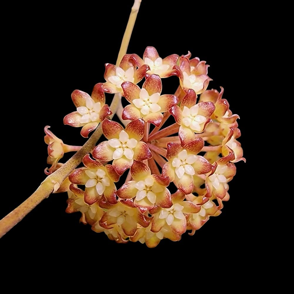 Hoya finlaysonii (fröccsenő levelek) - illatos virágok