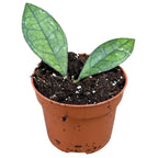 Hoya finlaysonii (Sarawak)