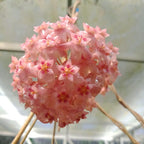 Hoya glabra