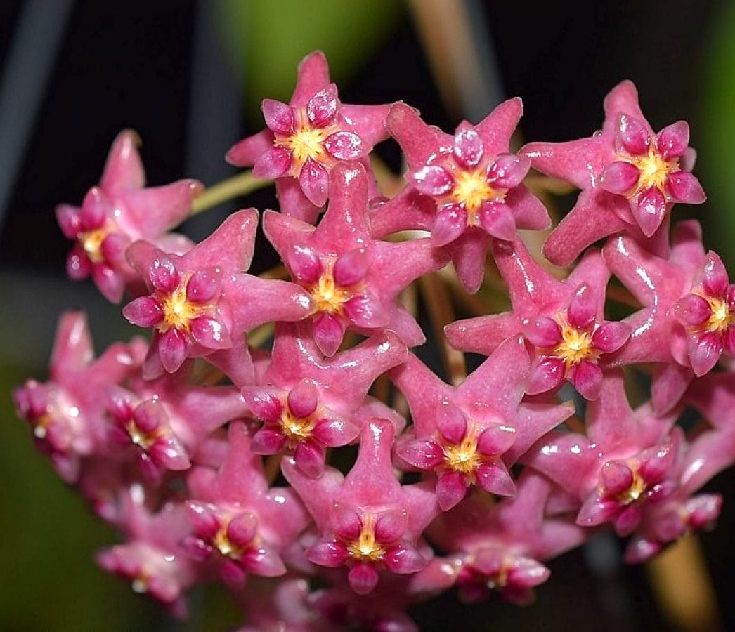 Hoya glabra