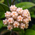 Hoya hainanensis (sp. DaNang Vietnam)