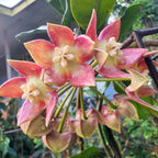 Hoya imperialis 'Palawan'
