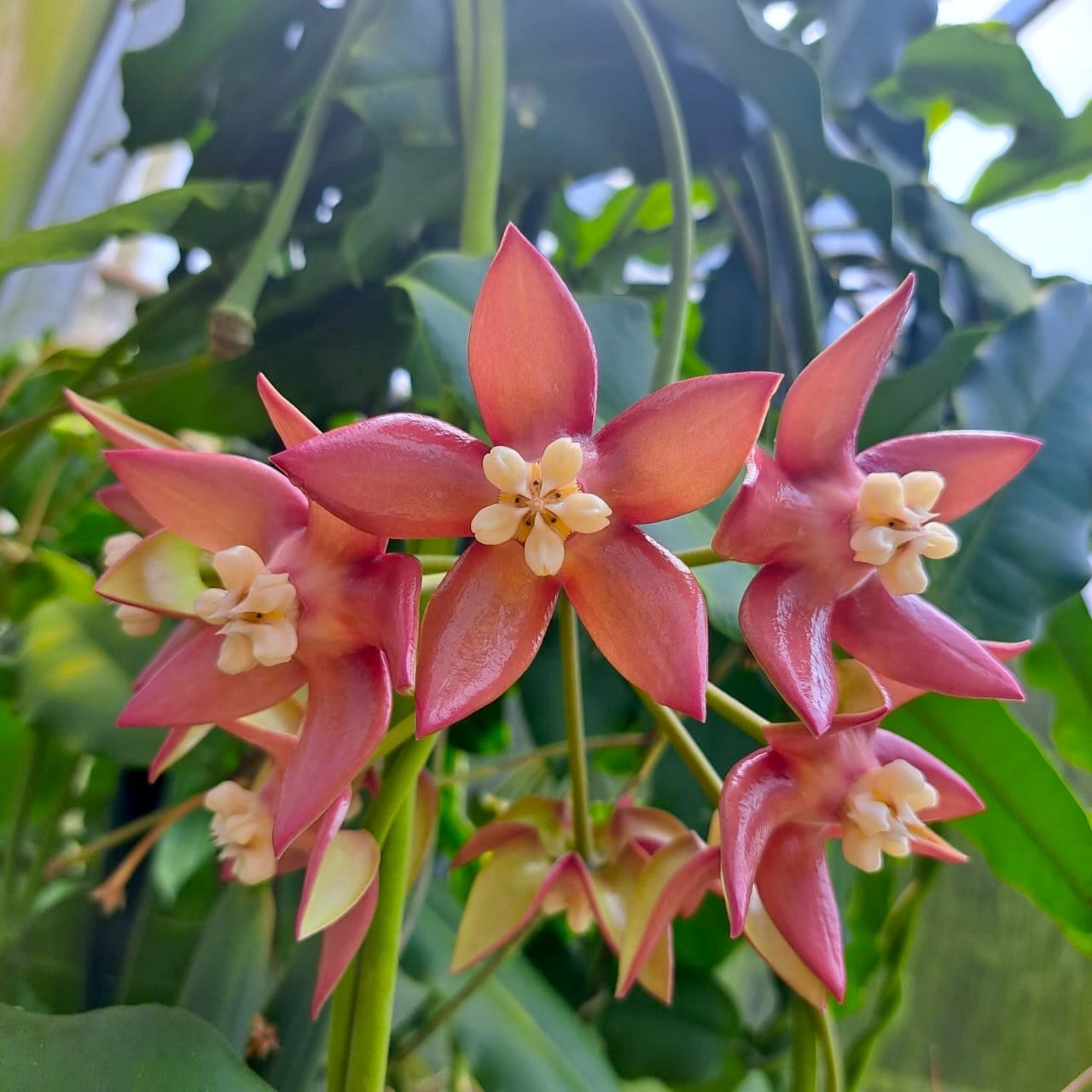 Hoya imperialis 'Palawan'