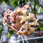 Hoya latifolia sp. ‘Sarawak’ (fleur crème) D12