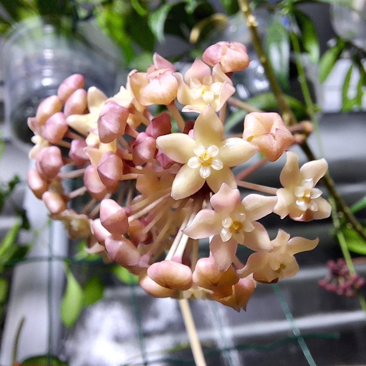 Hoya latifolia sp. ‘Sarawak’ (cream flower)