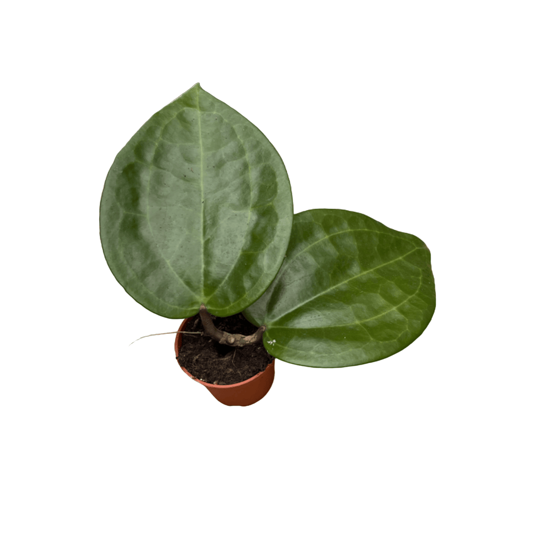 Hoya latifolia sp. ‘Sarawak’