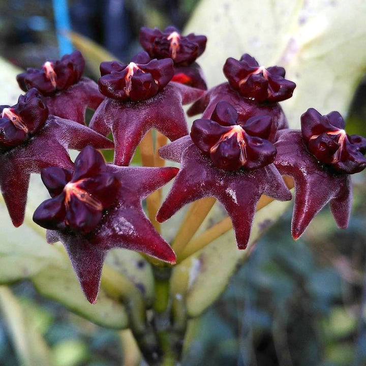 Hoya lobbii 'Black' 