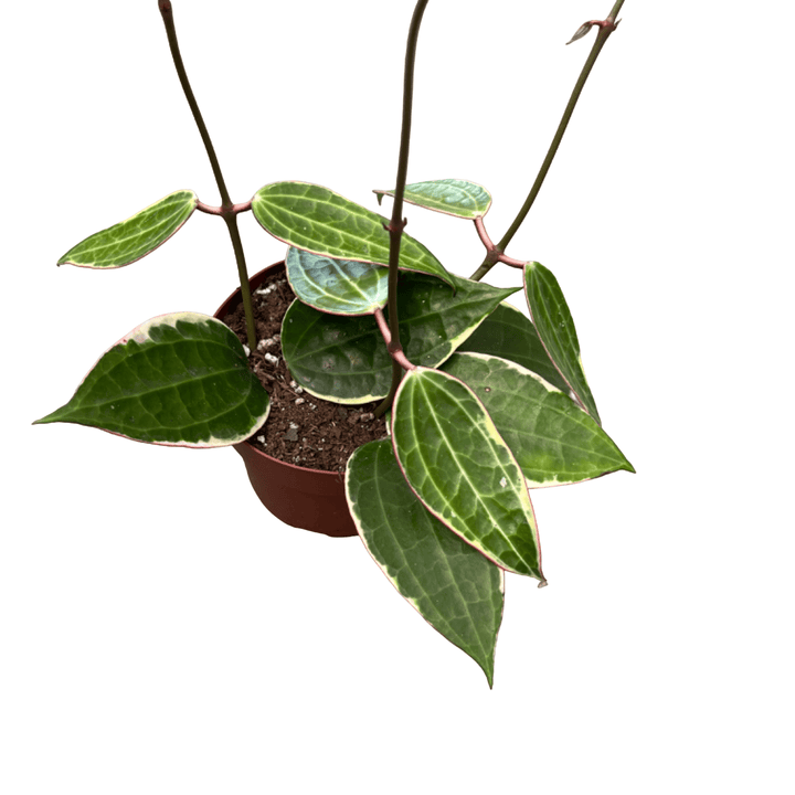 Hoya macrophylla 'Albomarginata' 