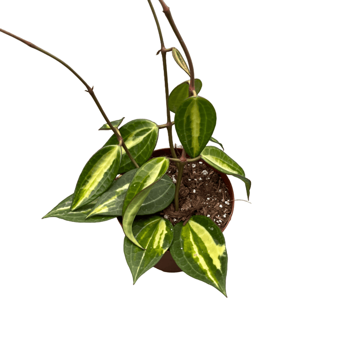 Hoya macrophylla 'Pot of Gold' (Variegata)