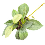 Hoya macrophylla 'Silver Splash'