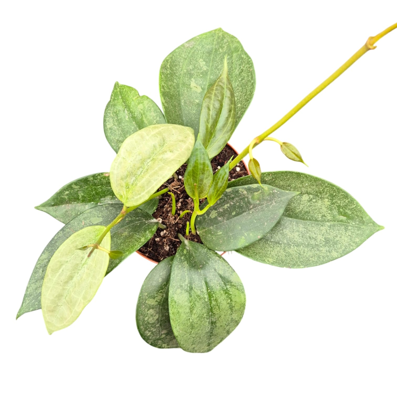 Hoya macrophylla 'Silver Splash'