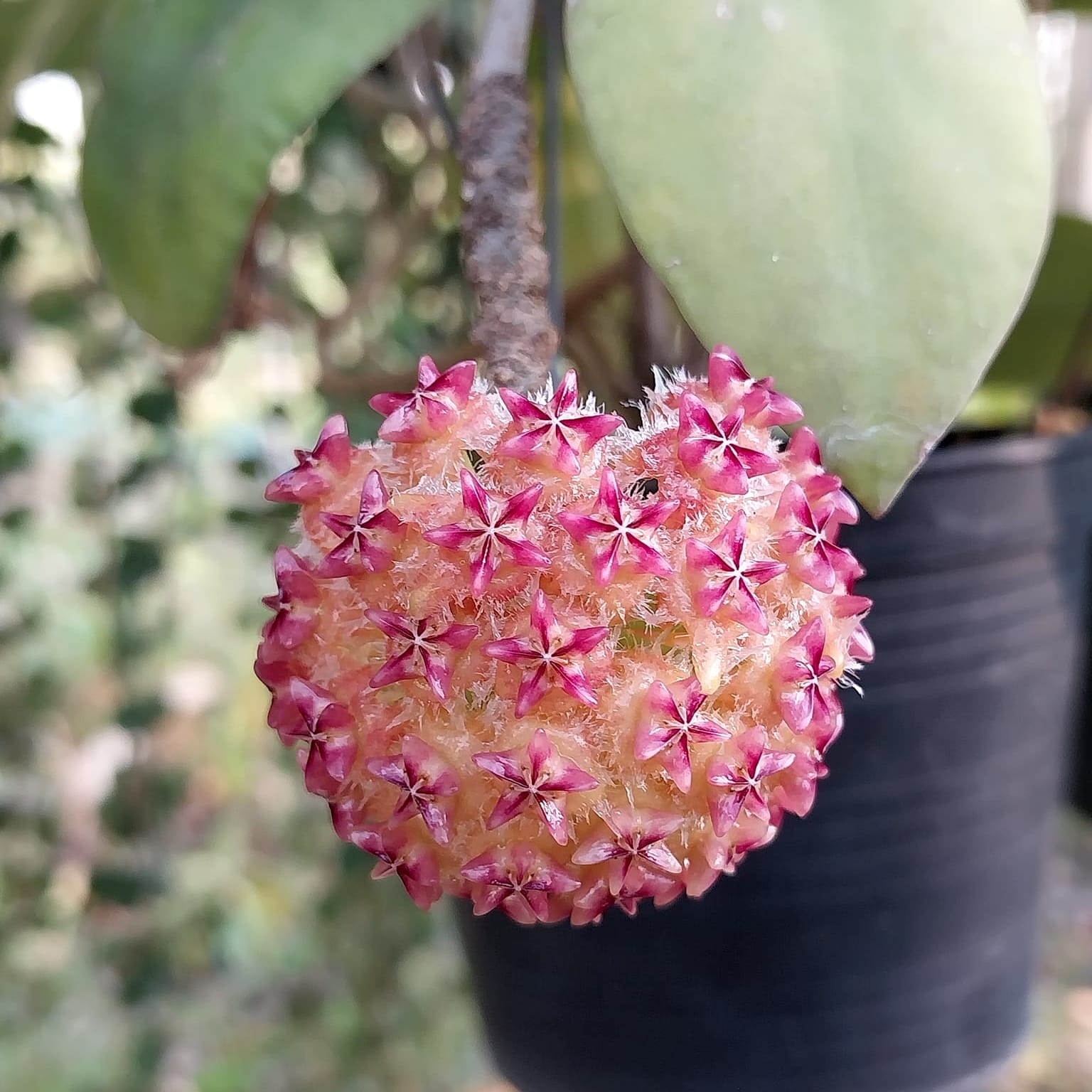 Hoya mindorensis 'Pink