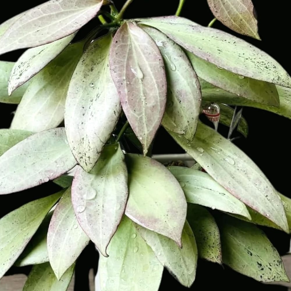 Hoya nicholsoniae 'New Guinea Ghost'
