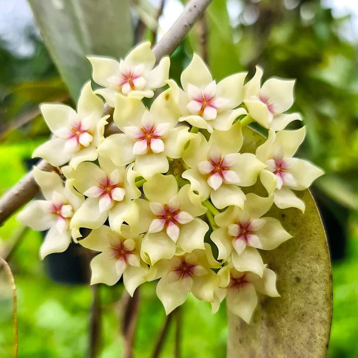 Hoya rigida