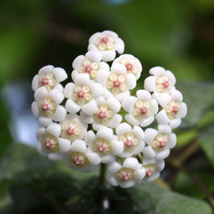 Hoya rotundiflora