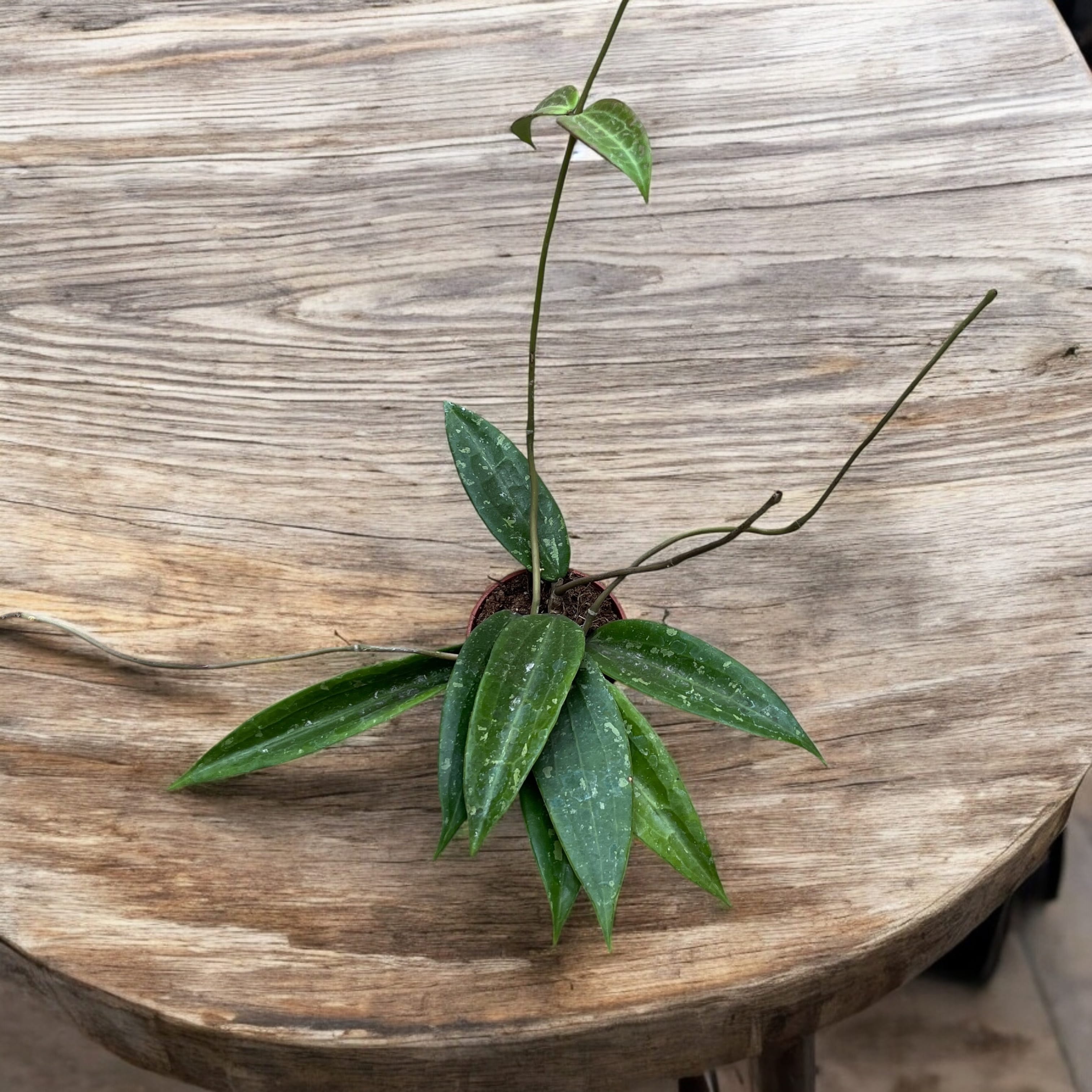 Hoya sp. Loei (SR 2007-13)