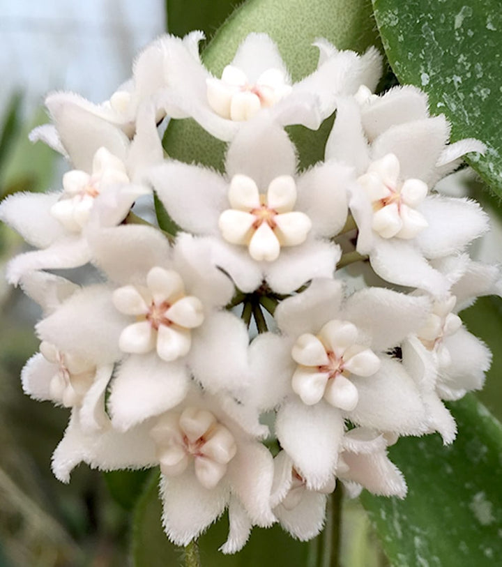 Hoya thomsonii 