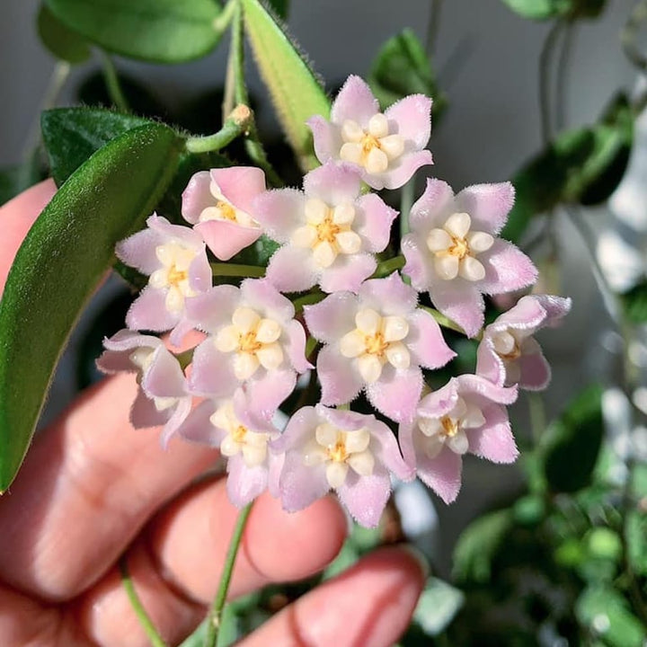 Hoya thomsonii