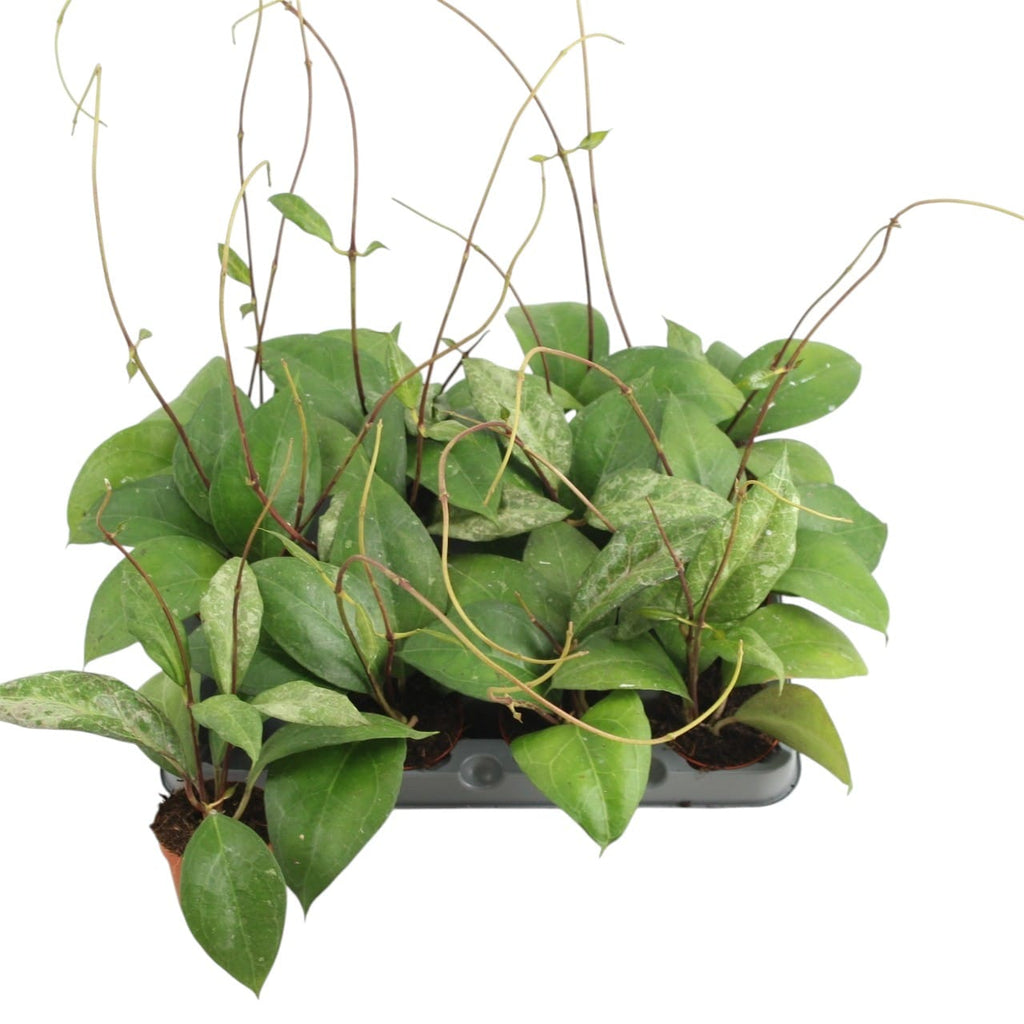 Hoya verticillata 'Wayang Splash"