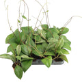 Hoya verticillata 'Wayang Splash"
