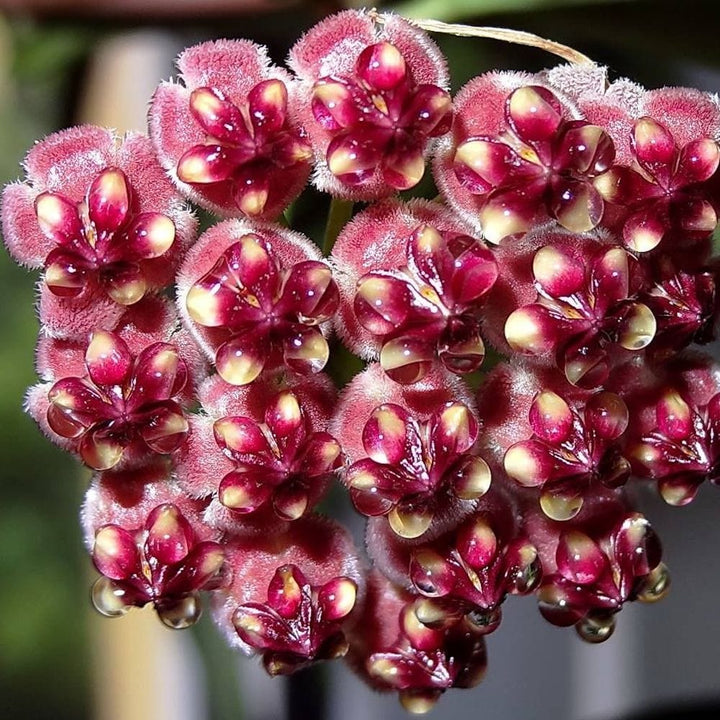 Hoya wayetii