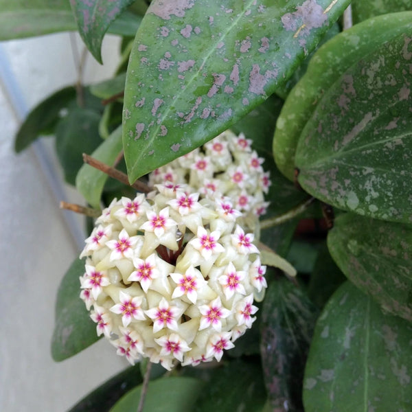 Hoya wibergiae