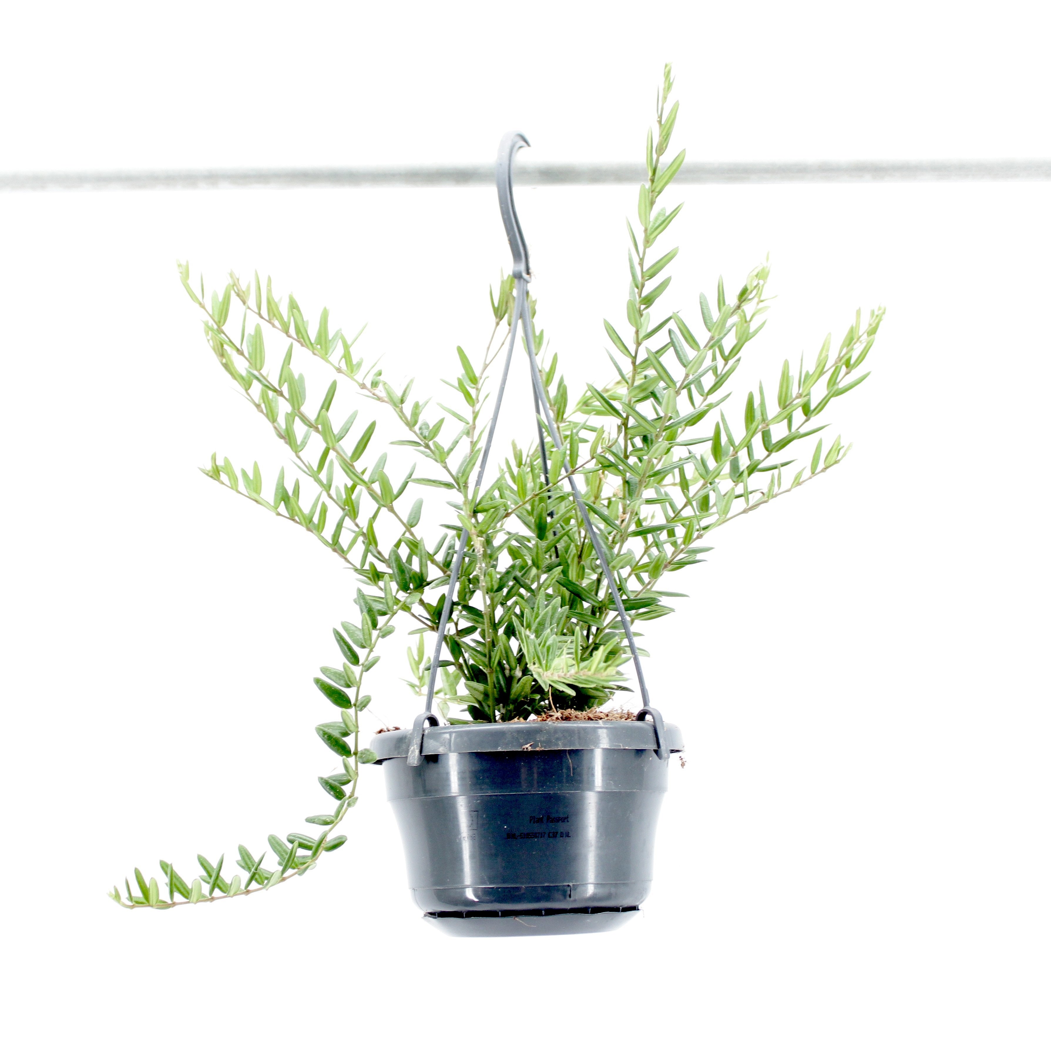 Hoya engleriana - specie rara cu flori puternic parfumate