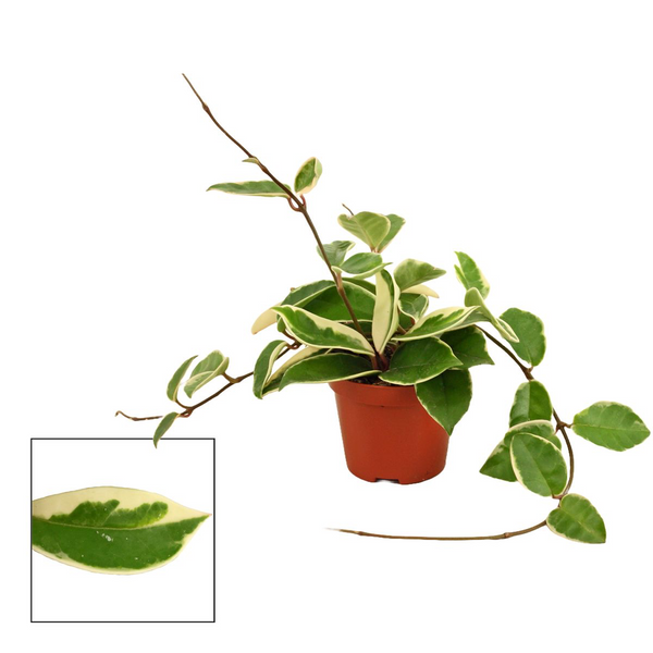 Hoya carnosa 'Krimson Queen' D9 - 2-3 Pflanzen/Topf