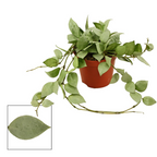 Hoya krohniana 'Eskimo' D9 - vasi pieni