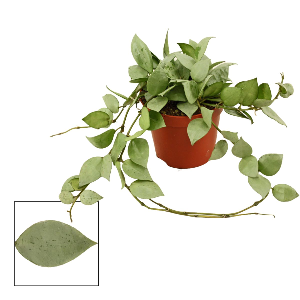 Hoya krohniana 'Eskimo' D9 - full pots