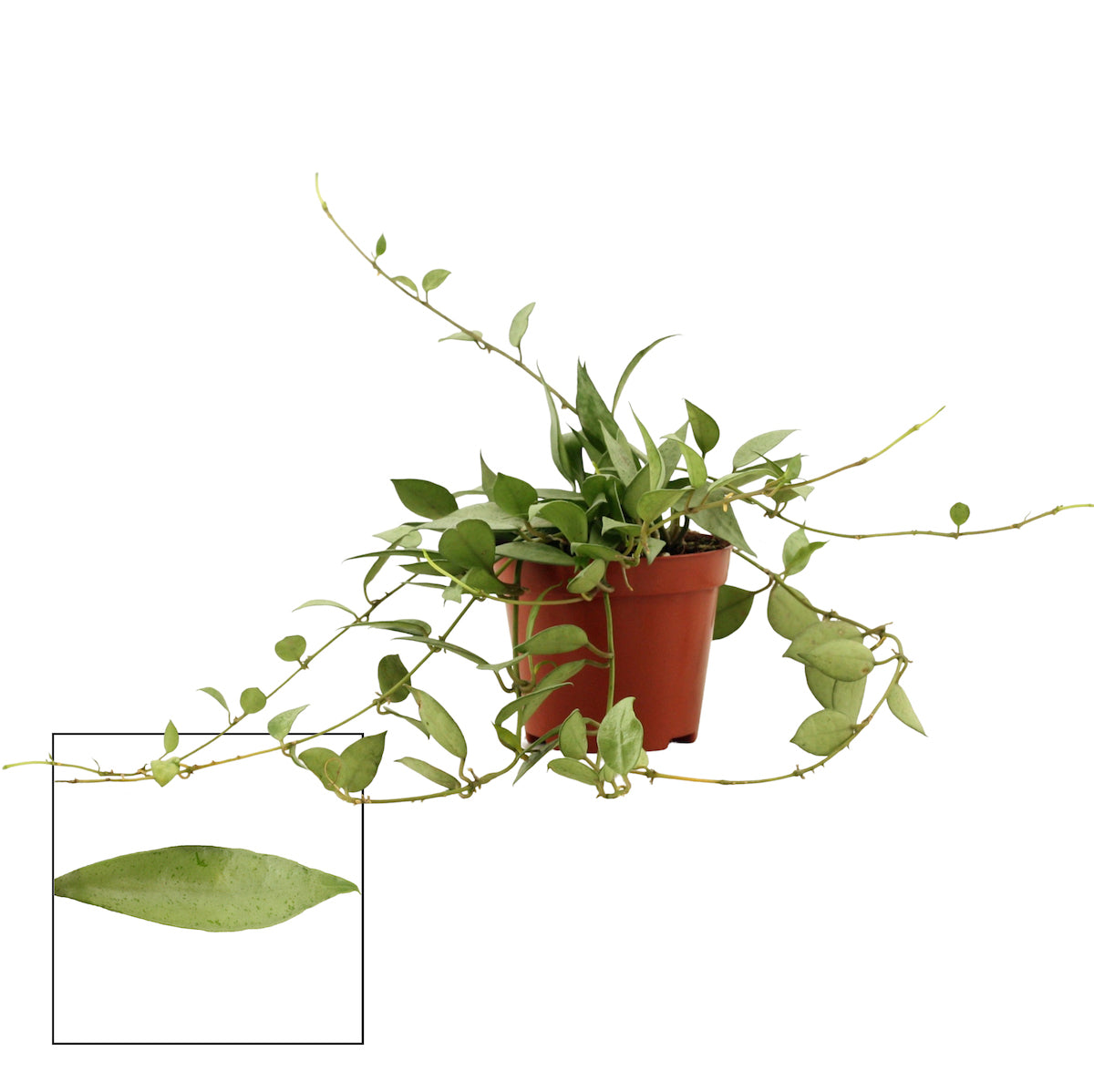 Hoya lacunosa 'Mint' D9 (Lange Bladeren) 2-3 planten/pot – Secret Garden  Plant Shop