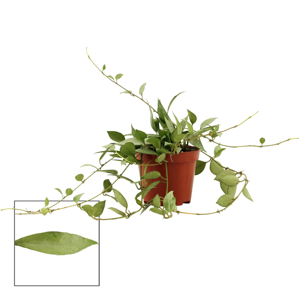 Hoya lacunosa 'Mint' D9 (Long Leaves) 2-3 plants/pot